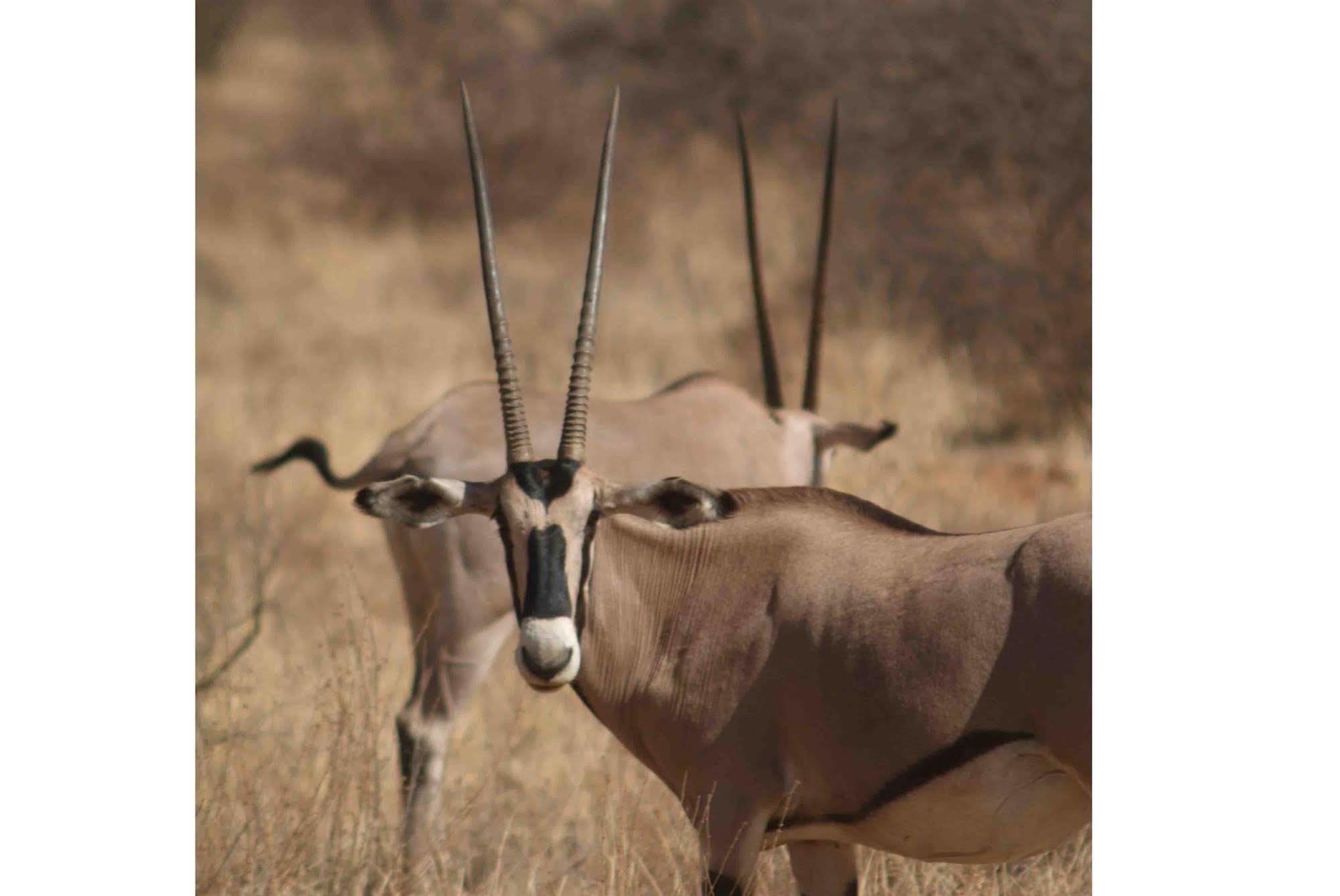 Sarova Shaba Game Lodge Archers Post Zewnętrze zdjęcie